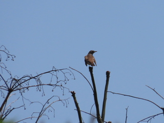 Turdus pallidus?
