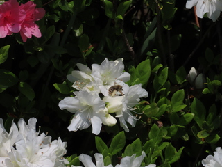 Apis cerana japonica?