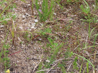 Dontostemon dentatus