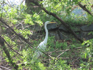 Ardea modesta
