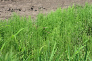 Alauda arvensis