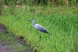 Ardea cinerea