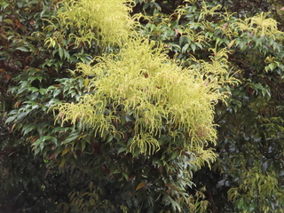 Castanopsis sieboldii subsp. sieboldii