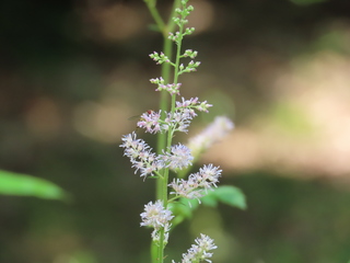 Astilbe microphylla