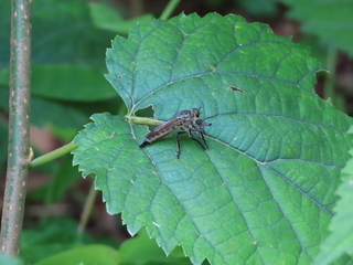 Eutolmus rufibarbis?