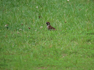 Passer montanus