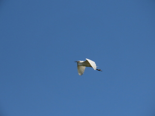Ardea modesta