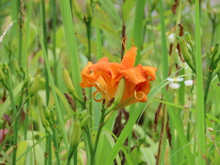 Hemerocallis fulva var. kwanso