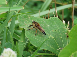 Promachus yesonicus