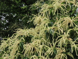 Castanea crenata