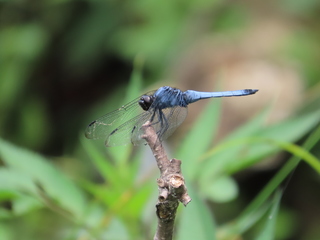 Orthetrum melania