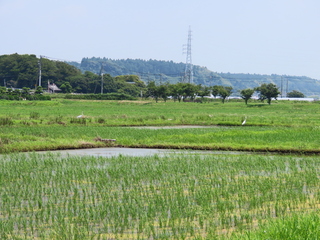 Ardea modesta