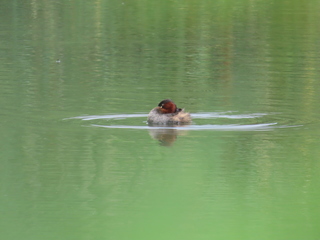 Tachybaptus ruficollis