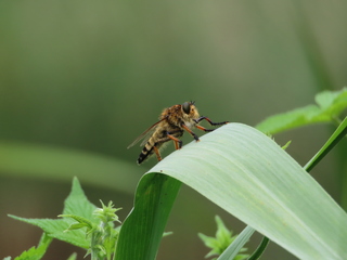 Promachus yesonicus