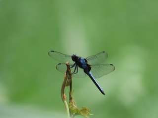 Orthetrum melania