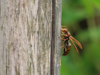 Polistes jokahamae