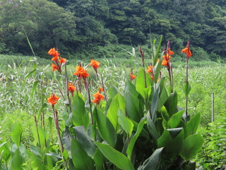 Canna x generalis