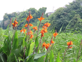 Canna x generalis