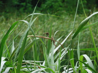Acrocephalus orientalis