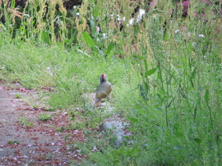 Picus awokera