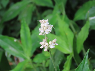 Pollia japonica