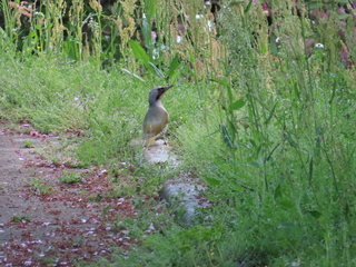 Picus awokera