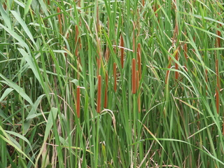Typha domingensis