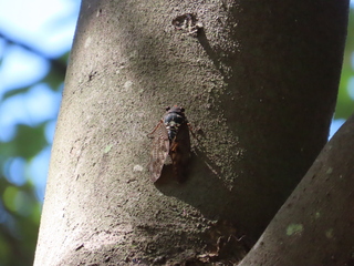 Graptopsaltria nigrofuscata