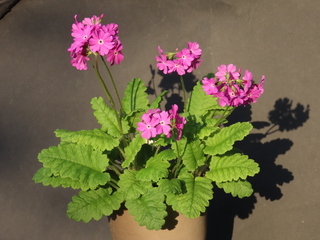 Primula sieboldii