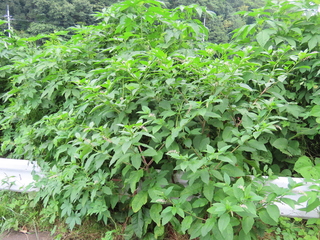 Phytolacca americana