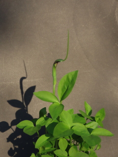 Pinellia ternata