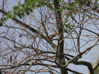 Lanius bucephalus