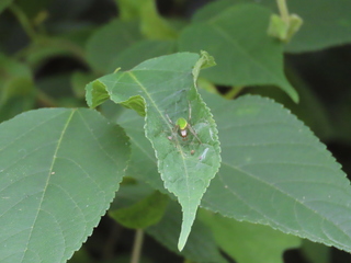 Neoscona scylloides