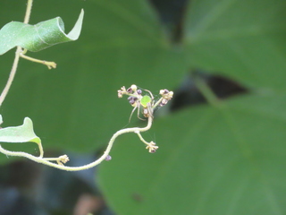 Neoscona scylloides