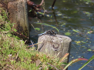 Orthetrum albistylum speciosum