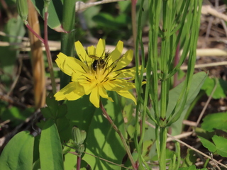Andrena knuthi?