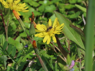 Andrena knuthi?