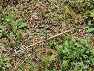 Platynini sp.?