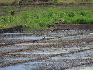 Hirundo rustica