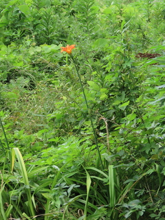 Hemerocallis fulva var. kwanso cv.?