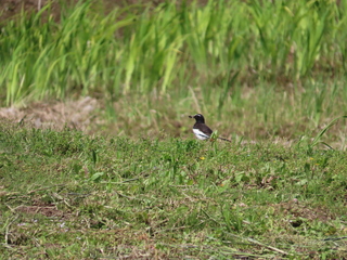 Motacilla grandis