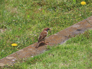 Passer montanus