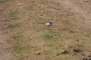 Motacilla alba lugens