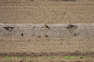 Chloris sinica and Passer montanus