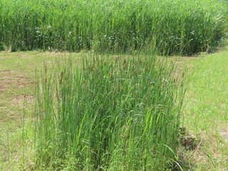 Typha sp.