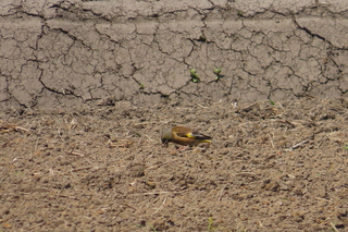 Chloris sinica