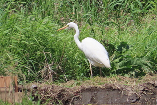 Ardea modesta?