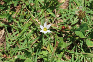 Sisyrinchium albidum