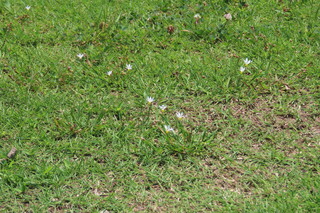 Sisyrinchium albidum