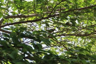 Sittiparus varius